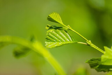 Alnus glutinosa beveerd 12/14