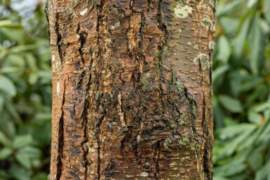 Alnus glutinosa beveerd 12/14