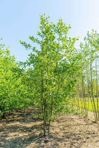 Alnus glutinosa meerstammig