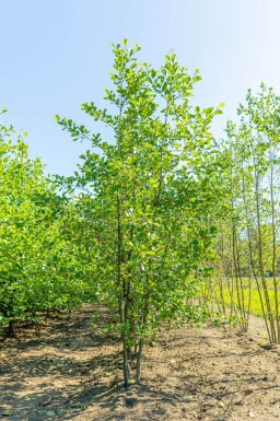 Alnus glutinosa meerstammig