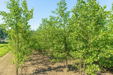 Alnus glutinosa meerstammig