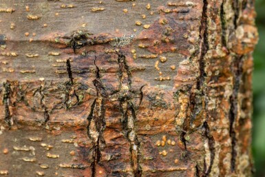 Alnus glutinosa meerstammig