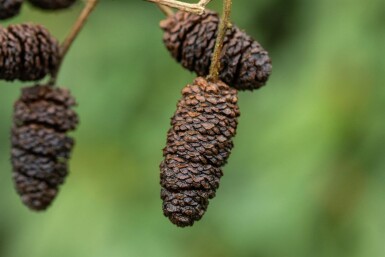 Alnus glutinosa meerstammig