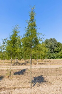Alnus glutinosa 'Imperialis' hoogstam