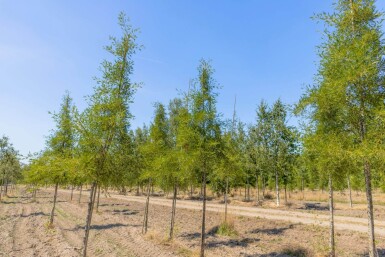 Alnus glutinosa 'Imperialis' hoogstam