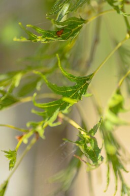 Alnus glutinosa 'Imperialis' hoogstam 16/18