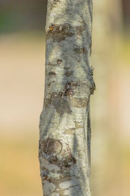 Alnus glutinosa 'Imperialis' hoogstam 16/18
