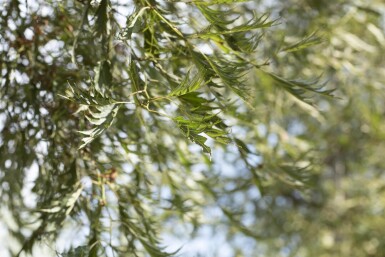 Alnus glutinosa 'Imperialis' hoogstam 16/18