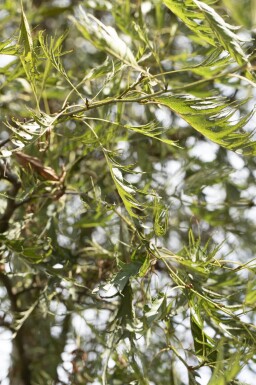 Alnus glutinosa 'Imperialis' hoogstam 16/18