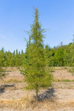 Alnus glutinosa 'Imperialis' meerstammig