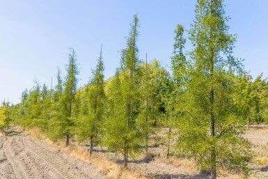 Alnus glutinosa 'Imperialis' meerstammig