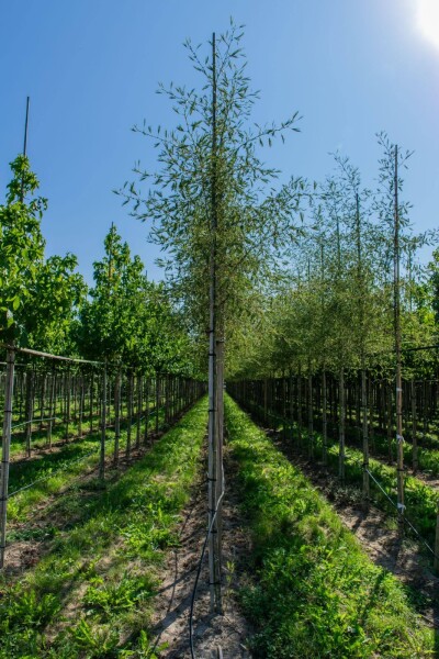Alnus glutinosa 'Laciniata' hoogstam 12/14