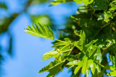 Alnus glutinosa 'Laciniata' hoogstam