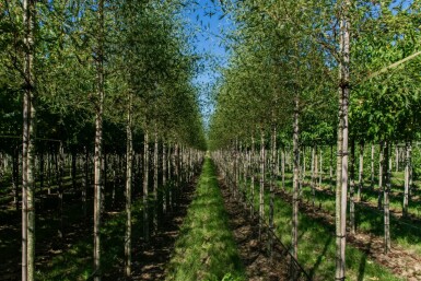 Alnus glutinosa 'Laciniata' hoogstam 12/14
