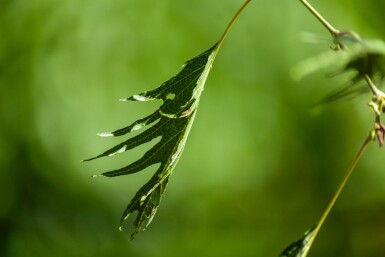 Alnus glutinosa 'Laciniata' hoogstam 12/14