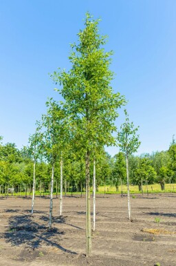 Alnus glutinosa 'Laciniata' hoogstam 12/14