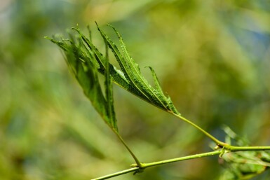 Alnus glutinosa 'Laciniata' hoogstam 12/14