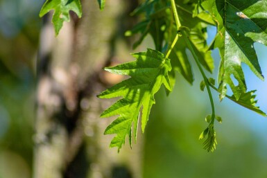 Alnus glutinosa 'Laciniata' hoogstam 12/14
