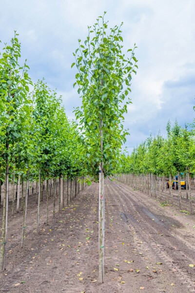 Alnus cordata hoogstam 16/18