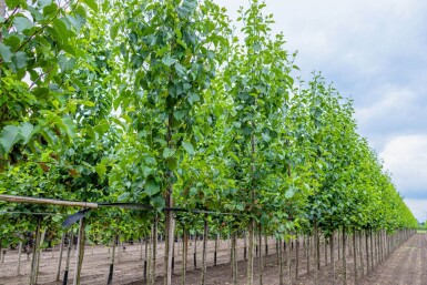 Alnus cordata hoogstam 16/18