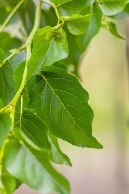 Alnus cordata hoogstam 16/18