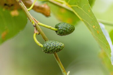 Alnus cordata hoogstam 16/18