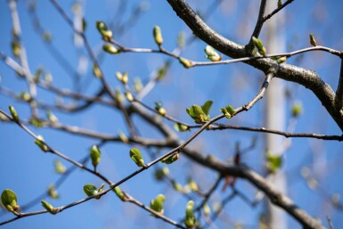 Alnus cordata hoogstam 16/18