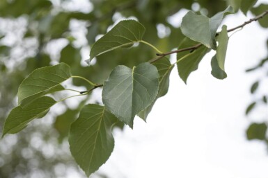 Alnus cordata hoogstam 16/18