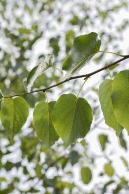 Alnus cordata hoogstam 16/18
