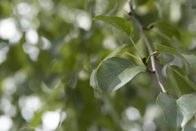 Alnus cordata hoogstam 16/18