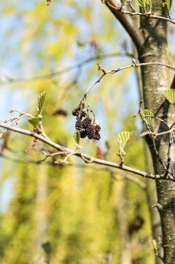 Alnus cordata hoogstam 16/18