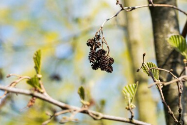 Alnus cordata hoogstam 16/18