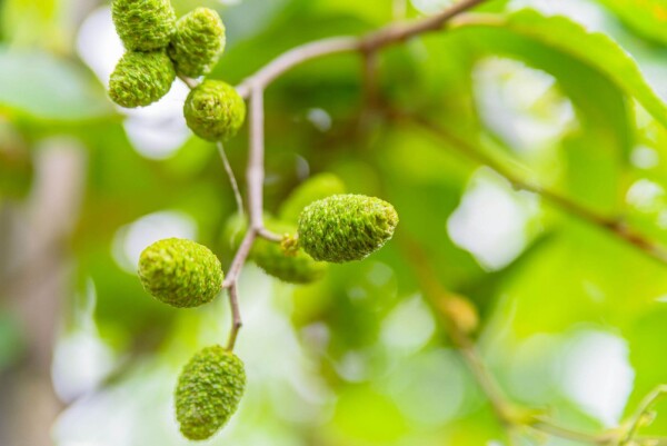 Alnus incana