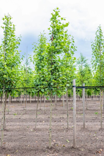 Alnus incana hoogstam 10/12