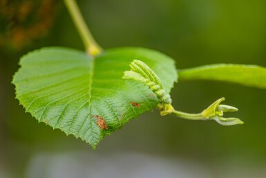 Alnus incana hoogstam 10/12