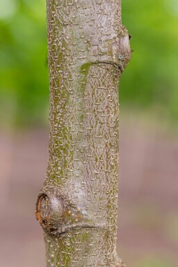 Alnus incana hoogstam 10/12