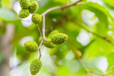 Alnus incana hoogstam 10/12