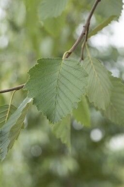 Alnus incana meerstammig 250-300