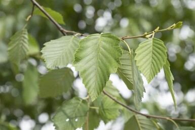 Alnus incana meerstammig 250-300