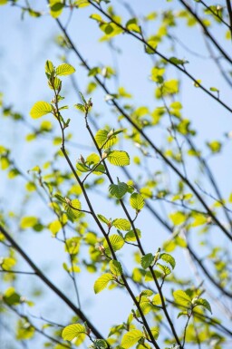 Alnus incana meerstammig 250-300