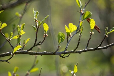 Alnus incana meerstammig 250-300