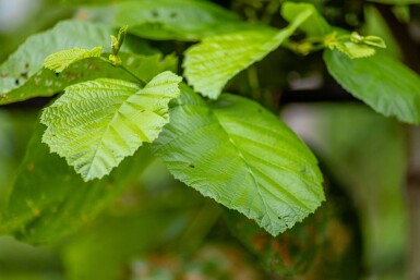 Alnus incana meerstammig 250-300