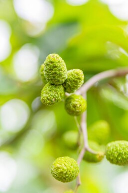 Alnus incana meerstammig 250-300