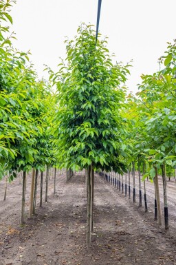 Alnus spaethii hoogstam 20/25