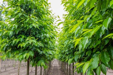Alnus spaethii hoogstam 20/25