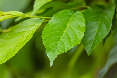 Alnus spaethii hoogstam 20/25
