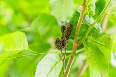 Alnus spaethii hoogstam 20/25
