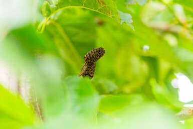 Alnus spaethii hoogstam 20/25