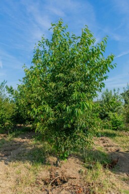 Alnus spaethii meerstammig 300-350