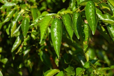 Alnus spaethii meerstammig 300-350